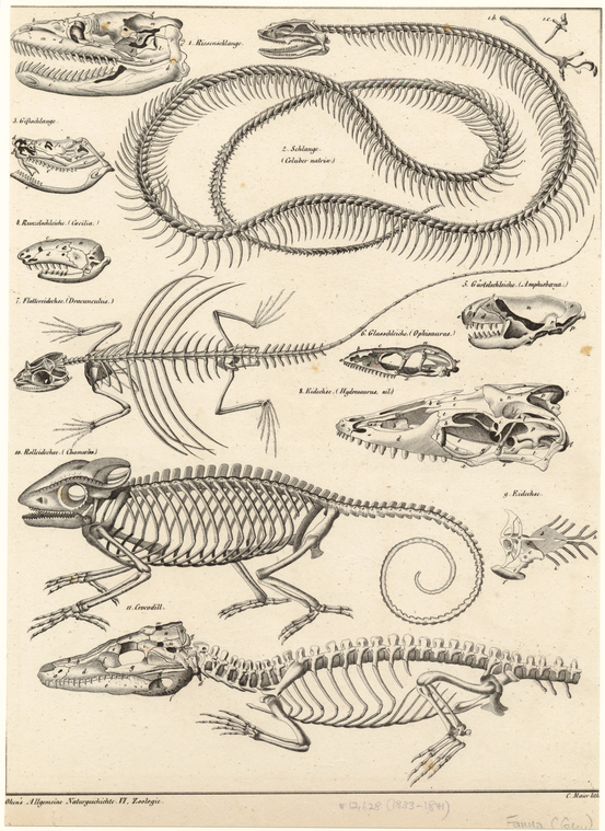 Image ID 815139
