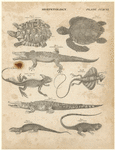 Image ID 815148