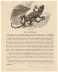 Image ID 815153