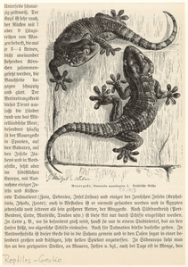Image ID 815155