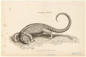 Common Gecko. Digital ID: 815158. New York Public Library