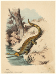 Image ID 815161