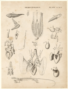 Image ID 815163