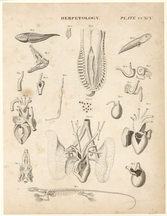 Image ID 815163

