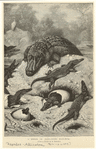 Image ID 815172