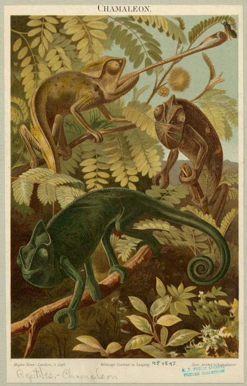 Image ID 815190
