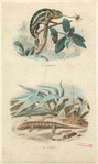 Image ID 815193