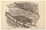 Image ID 815196