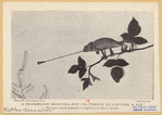 Image ID 815198