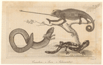 Image ID 815201