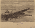 Image ID 815204