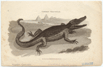 Image ID 815207