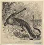 Image ID 815211