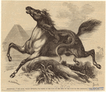 Image ID 815215