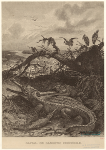 Image ID 815218