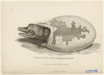 Image ID 815219