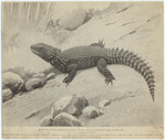 Image ID 815229