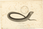 Image ID 815250
