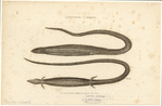 Image ID 815251
