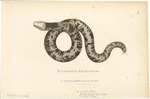 Image ID 815252