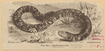 Image ID 815267