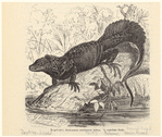 Image ID 815271