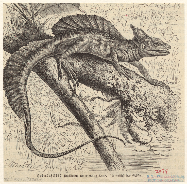Image ID 815275

