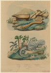 Image ID 815281