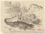 Image ID 815292