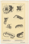 Image ID 815294