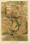 Image ID 815297