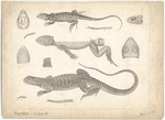 Image ID 815301