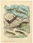 Image ID 815316