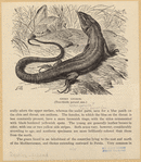Image ID 815330