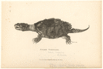 Image ID 815347