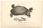 Image ID 815352