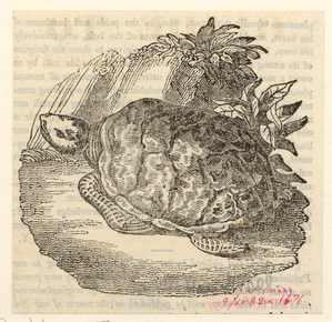 Image ID 815358