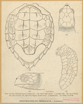 Image ID 815367