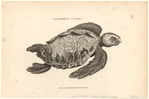 Image ID 815380