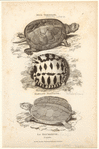 Image ID 815384