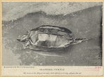 Image ID 815406