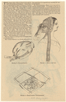Image ID 817239
