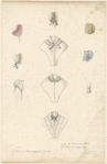 Image ID 817240