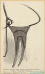 Image ID 817631