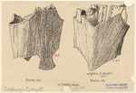 Image ID 818132