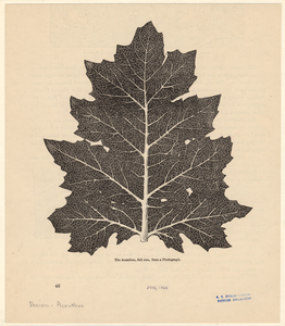 Image ID 818552