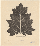 Image ID 818552