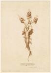 Image ID 818652