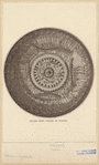 Image ID 818894