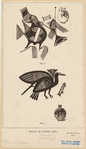 Image ID 818905